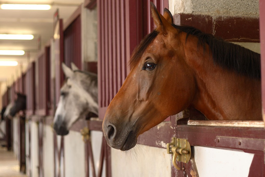 Everything You Need to Know About Setting Up a Horse Stable on Your Property